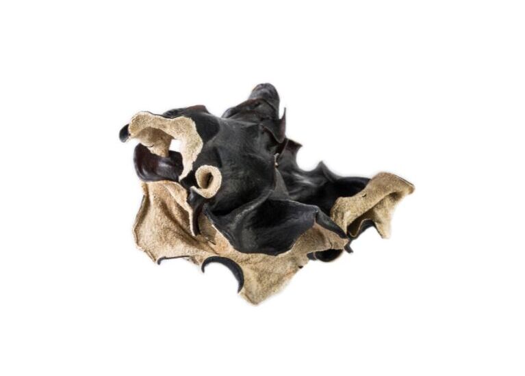 Auricularia auricula judae