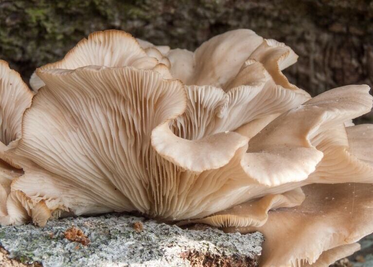 Pleurotus ostreatus